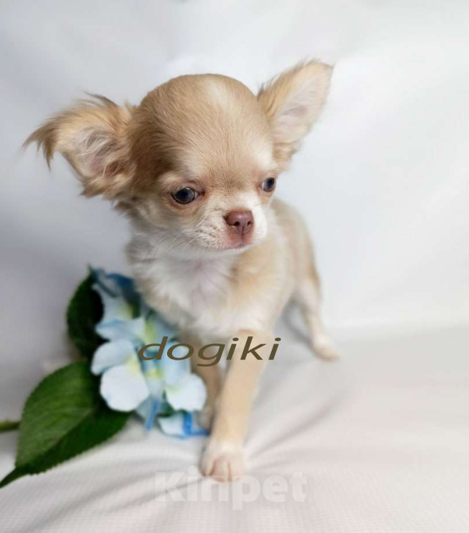 Собаки в Москве: Девочка чихуахуа  Девочка, 45 000 руб. - фото 2