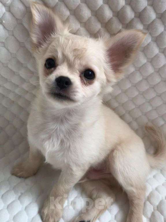 Собаки в Москве: Чихуахуа щенок мальчик Мальчик, 30 000 руб. - фото 4