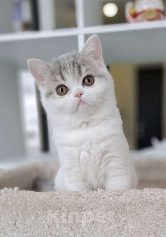 Кошки в Ярославле: Шотландская короткошерстная девочка Девочка, 30 000 руб. - фото 1