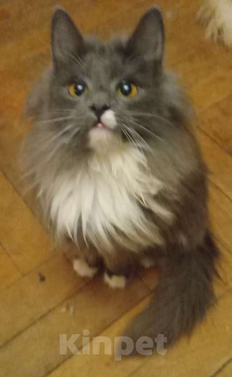 Кошки в Москве: Серенькая с белым  маленькая сибирячка Девочка, 15 000 руб. - фото 4