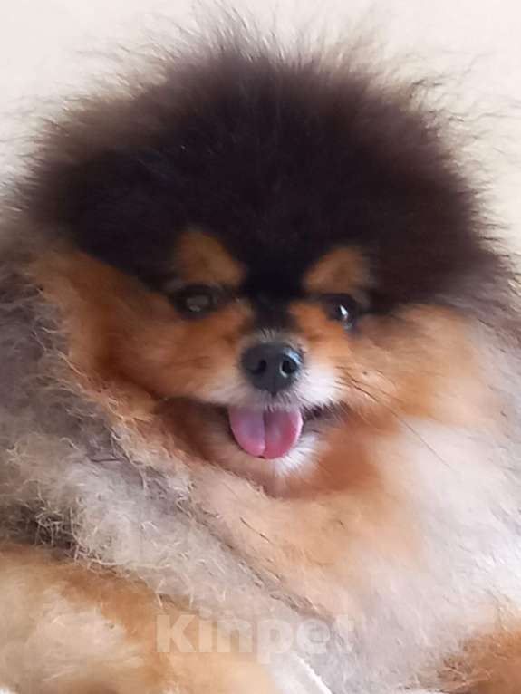 Собаки в Екатеринбурге: вязка  Мальчик, 25 000 руб. - фото 1