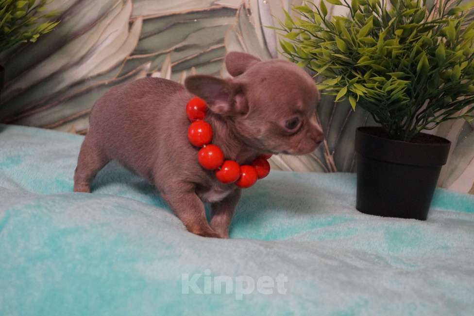 Собаки в Москве: Девочка чихуа Девочка, 35 000 руб. - фото 5