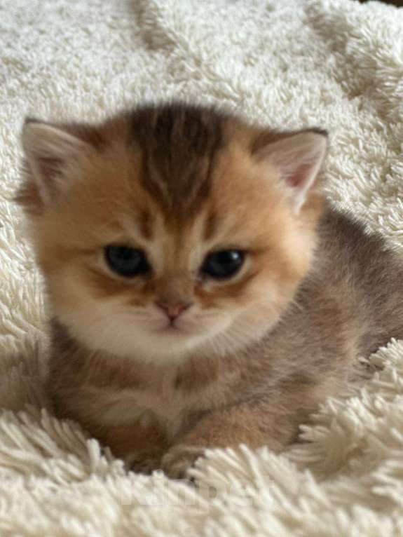 Кошки в Курске: Продается котенок британской шиншиллы короткошерстный Девочка, 25 000 руб. - фото 1