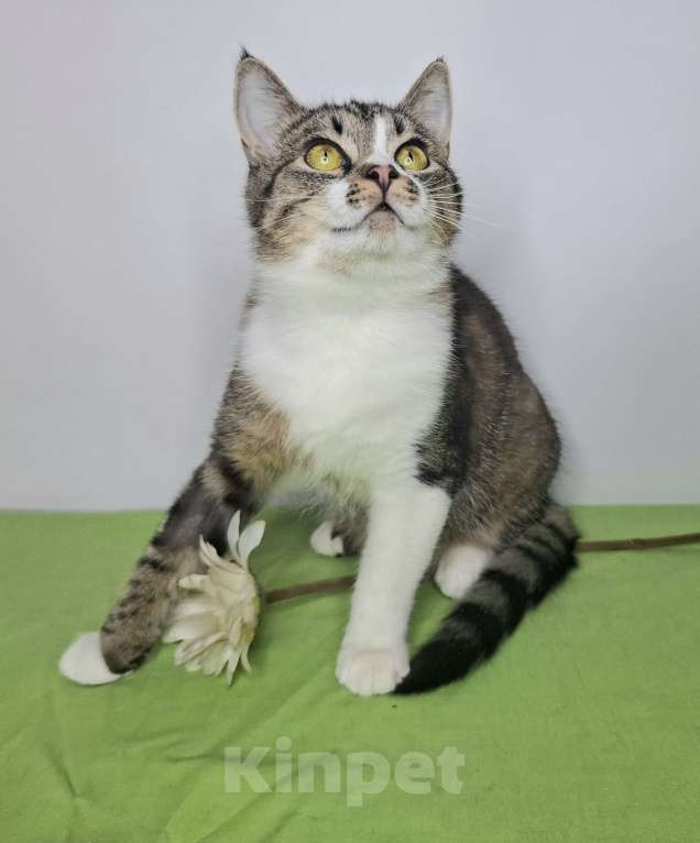 Кошки в Москве: Мимоза будет на выставке-пристройстве в Москве Девочка, Бесплатно - фото 7