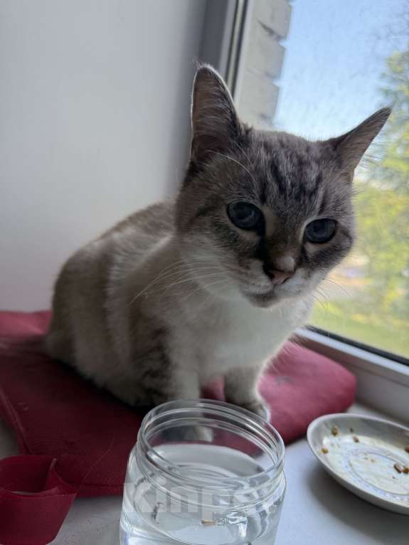 Кошки в Санкт-Петербурге: Нашли тайскую кошечку Девочка, Бесплатно - фото 2