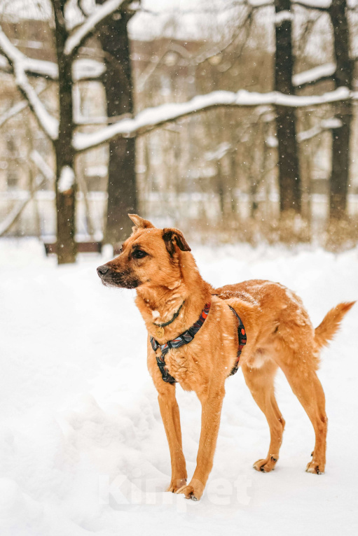Собаки в Москве: Чанго ищет дом Мальчик, Бесплатно - фото 8
