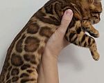 Кошки в Ставрополе: Бенгальские котята  Девочка, 40 000 руб. - фото 6