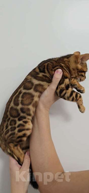 Кошки в Ставрополе: Бенгальские котята  Девочка, 40 000 руб. - фото 6