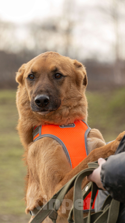 Собаки в Москве: Рыжее солнышко Мальчик, Бесплатно - фото 1
