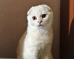 Кошки в Санкт-Петербурге: Шотландский котенок редкого окраса Мальчик, Бесплатно - фото 4