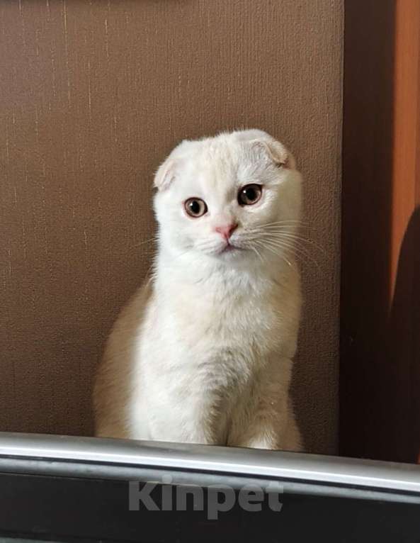 Кошки в Санкт-Петербурге: Шотландский котенок редкого окраса Мальчик, Бесплатно - фото 4