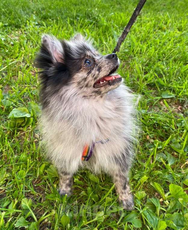 Собаки в Москве: Девочка малого немецкого шпица  Девочка, 40 000 руб. - фото 8