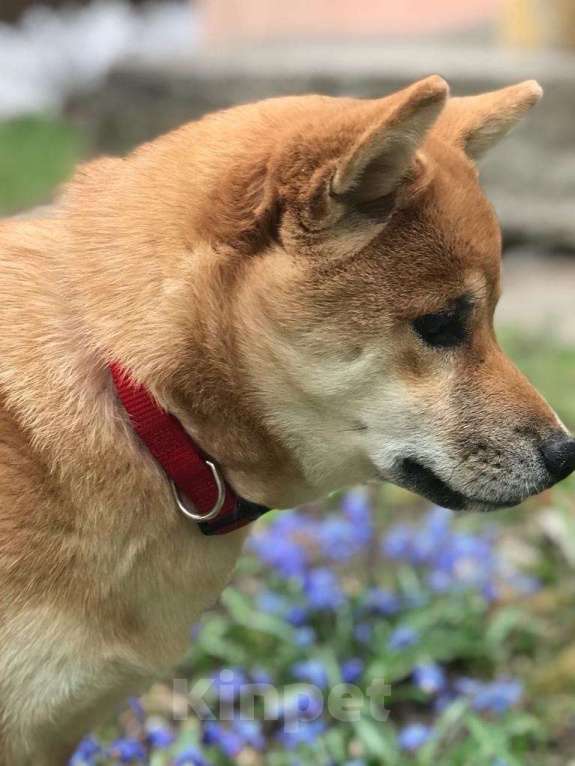 Собаки в Мурманске: Сиба ину в стандарте РКФ Девочка, 50 000 руб. - фото 2