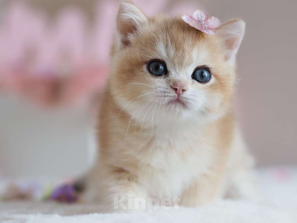 Кошки в Москве: Британская девочка Шелби Девочка, 150 000 руб. - фото 9