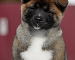Собаки в Сертолово: Американская Акита Девочка, 80 000 руб. - фото 1