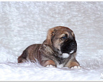 Собаки в Приозерске: Самые красивые щенки Среднеазиатской овчарки Мальчик, 30 000 руб. - фото 2
