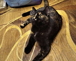 Кошки в Сертолово: Стерилизованная кошечка 6 месяцев, Бесплатно - фото 2