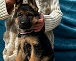 Собаки в Краснодаре: Щенки немецкой овчарки  Мальчик, 55 000 руб. - фото 8