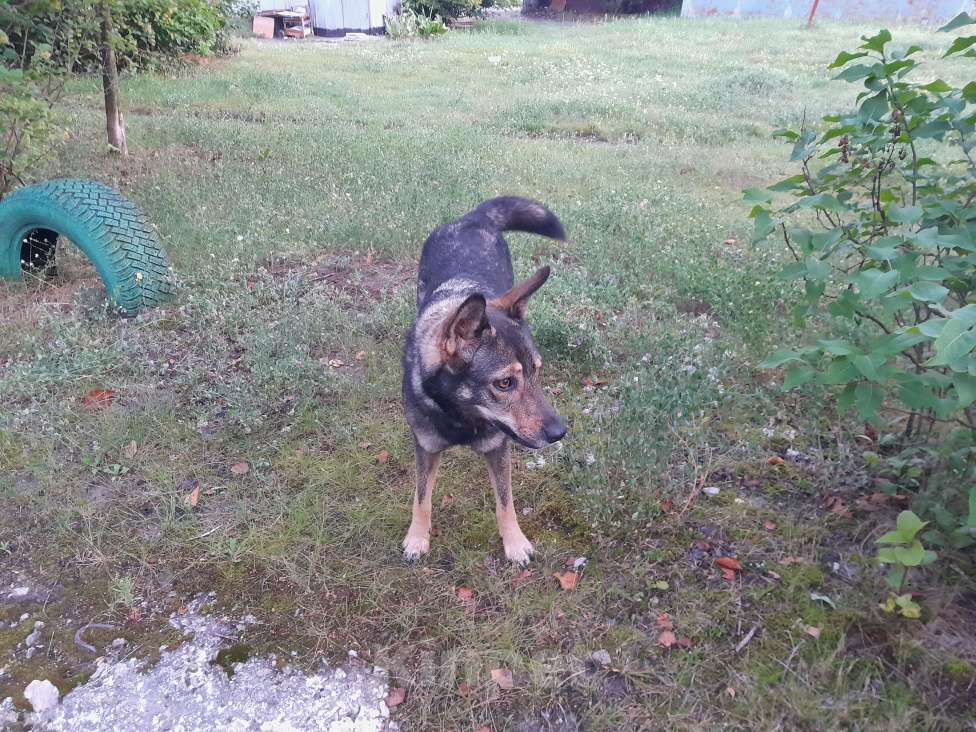 Собаки в Брянске: Ищу доброго хозяина для Нино. Девочка, Бесплатно - фото 3