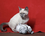 Кошки в Москве: Красивая голубоглазая f1 девон рекс Девочка, 25 000 руб. - фото 2