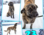 Собаки в Москве: Тигран ищет дом Мальчик, Бесплатно - фото 1