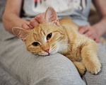 Кошки в Москве: Котенок Сола ищет дом Девочка, Бесплатно - фото 9