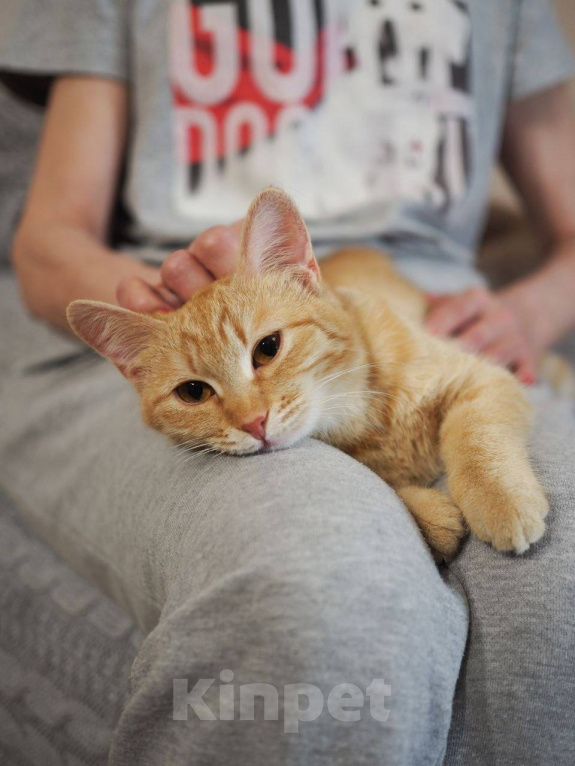 Кошки в Москве: Котенок Сола ищет дом Девочка, Бесплатно - фото 9