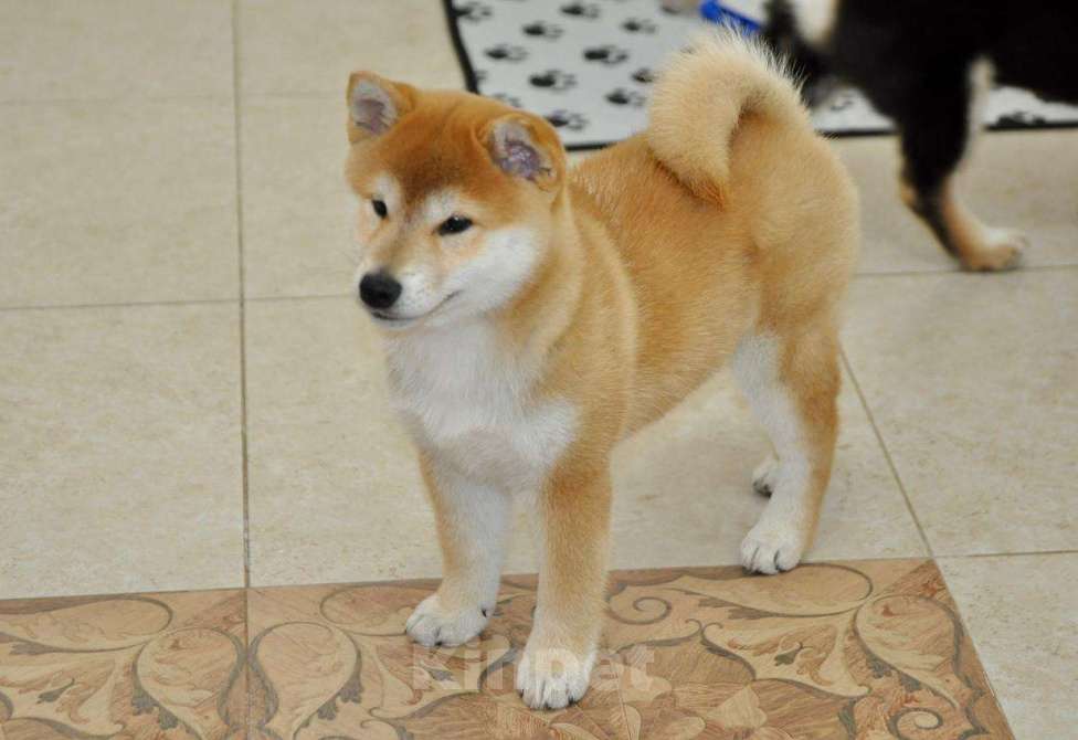 Собаки в Москве: Сиба-ину, 3 месяца Девочка, 100 000 руб. - фото 4