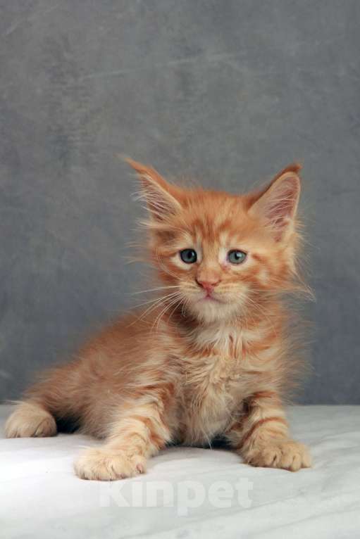 Кошки в Москве: Мейнкун Мальчик, Бесплатно - фото 1