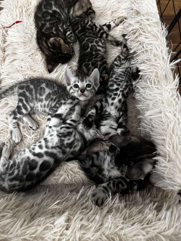 Кошки в Сургуте: Серебро Бенгалы  Девочка, 45 000 руб. - фото 3