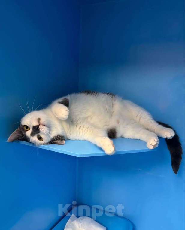 Кошки в Москве: Кошка-молочко готова плавно стекать в Ваши объятия 🤍 Девочка, Бесплатно - фото 2