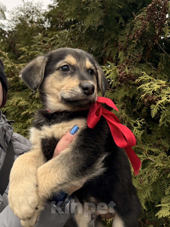 Собаки в Москве:  Алмаз вашей души 2 мес ждет новогоднего чуда-дом! Мальчик, Бесплатно - фото 3