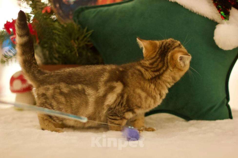 Кошки в Москве: Британский котенок Харизма Девочка, 50 000 руб. - фото 3