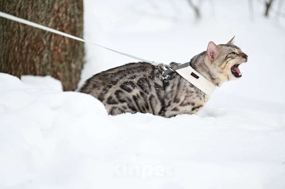 Кошки в Ивантеевке: Бенгальский кот. Серебро/уголь. Вязка Мальчик, 20 000 руб. - фото 4