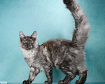 Кошки в Химках: Молодой кот Мейн-Кун  Мальчик, 100 000 руб. - фото 7