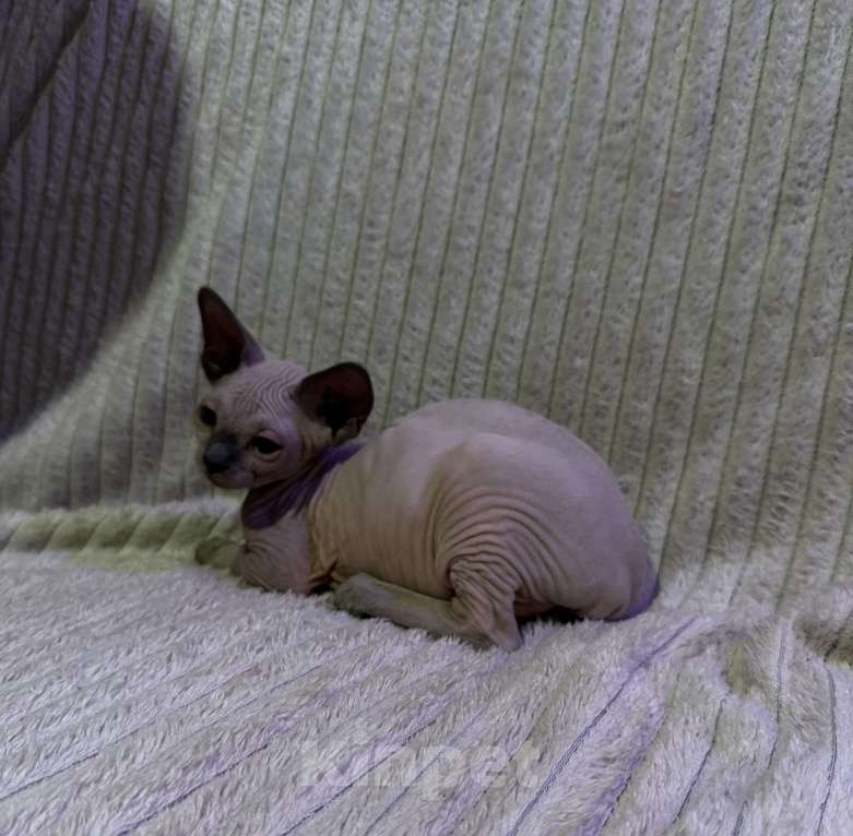 Кошки в других городах Московской области: Канадский сфинкс котенок девочка Девочка, 25 000 руб. - фото 5