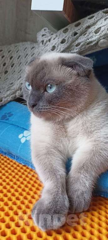 Кошки в Мурманске: манчкин Тема Мальчик, Бесплатно - фото 4