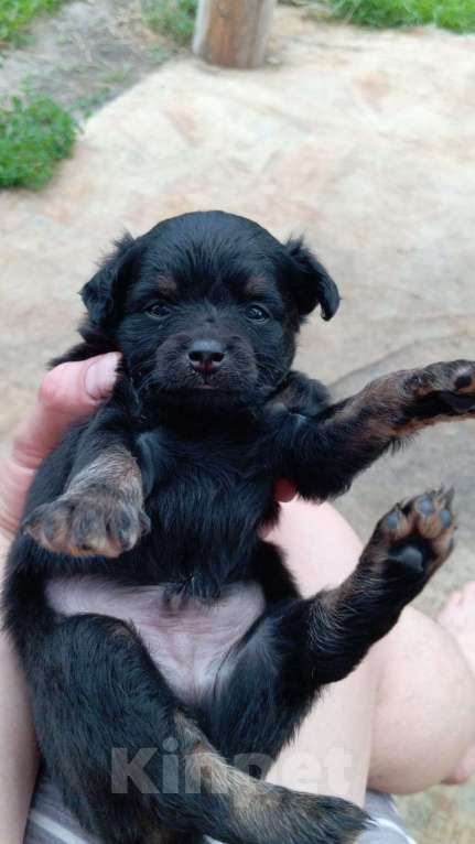 Собаки в Серпухове: Щенки ищут своих хозяев  Мальчик, 15 000 руб. - фото 3