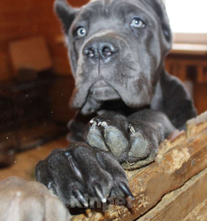 Собаки в Вологде: Кане корсо. Подрастают девчёнки Девочка, 70 000 руб. - фото 5