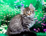Кошки в Москве: Котенок Дарвин Мальчик, 60 000 руб. - фото 5