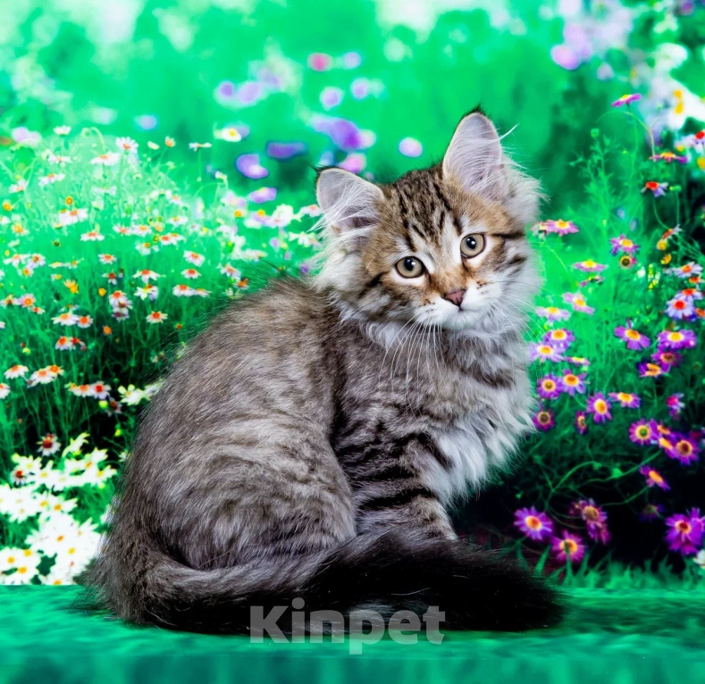 Кошки в Москве: Котенок Дарвин Мальчик, 60 000 руб. - фото 5