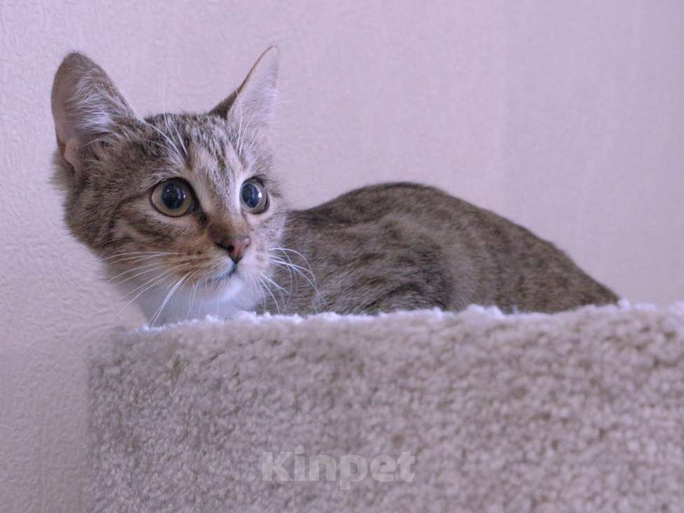 Кошки в Люберцах: Умная, ласковая, полосатая кошечка  Девочка, Бесплатно - фото 6