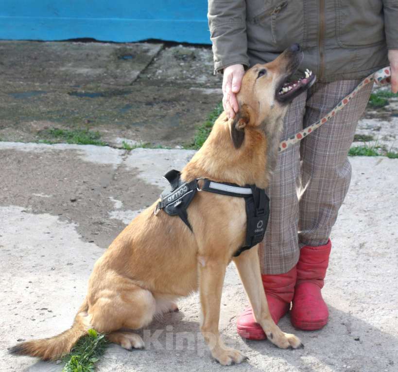 Собаки в Москве: Дружелюбная собака -компаньон Пипа ищет дом! Девочка, Бесплатно - фото 6