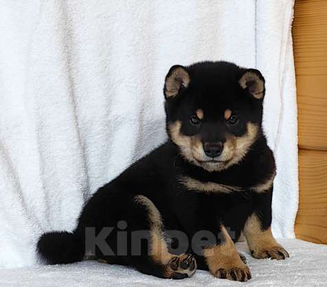 Собаки в Москве: Сиба ину. Мальчик Мальчик, 50 000 руб. - фото 2