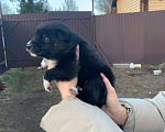 Собаки в других городах Ленинградской области: Ассоль Девочка, Бесплатно - фото 3