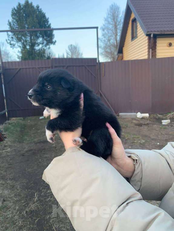 Собаки в других городах Ленинградской области: Ассоль Девочка, Бесплатно - фото 3