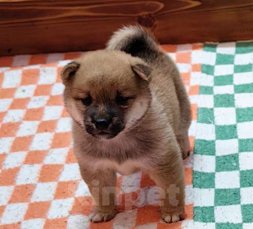 Собаки в Москве: Сиба ину - щенки разных окрасов Мальчик, 50 000 руб. - фото 2