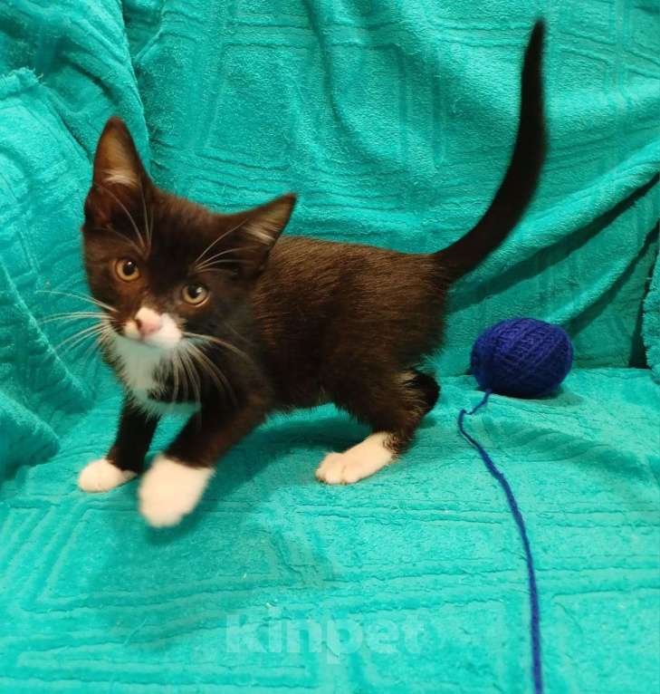 Кошки в Санкт-Петербурге: Маленькие красивые котята ищут дом Мальчик, Бесплатно - фото 4