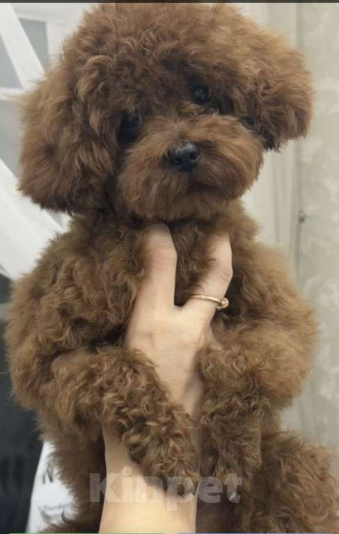 Собаки в Ейске: Продаю щенков Тедди пудель, импорт Китай🇨🇳, девочка 9 месяцев, мальчик 11 месяцев  Девочка, 230 000 руб. - фото 10