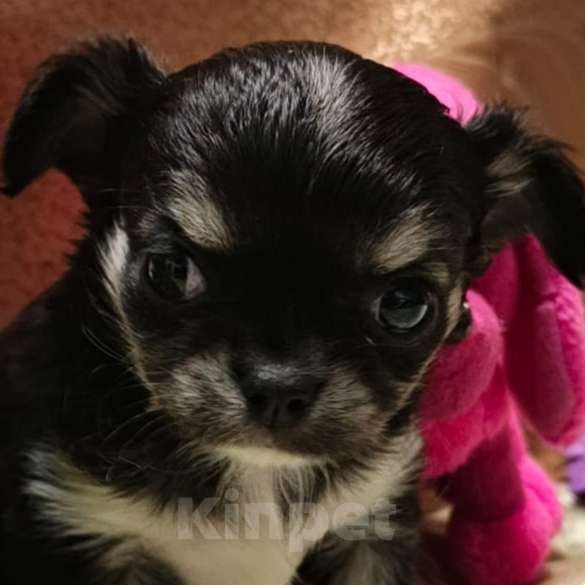 Собаки в Москве: Чихуахуа мальчик  Мальчик, 17 000 руб. - фото 1